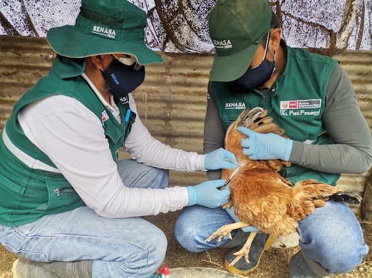 Se evalúa la condición sanitaria de aves para descartar la Influenza aviar