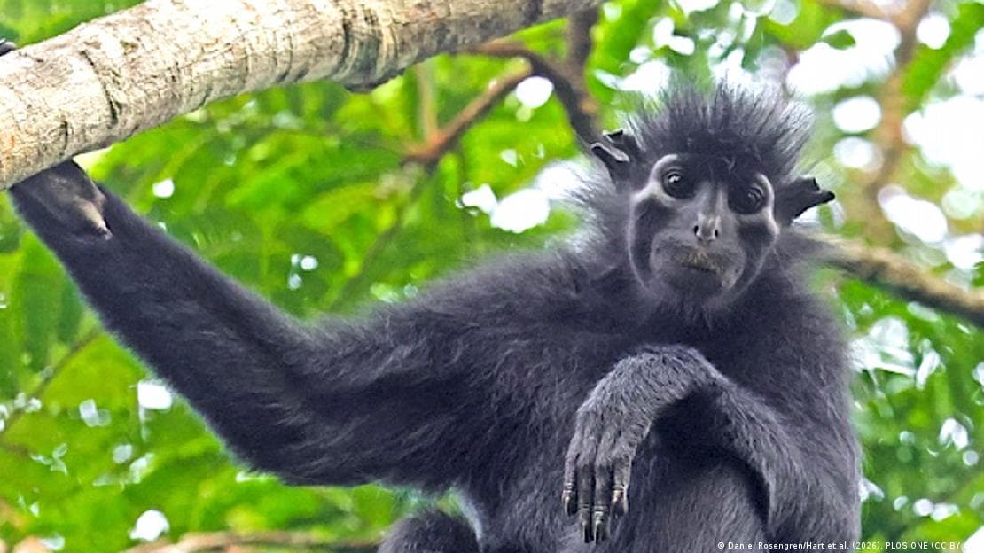 Científicos descubren nueva especie de mono con cara de máscara en el Congo