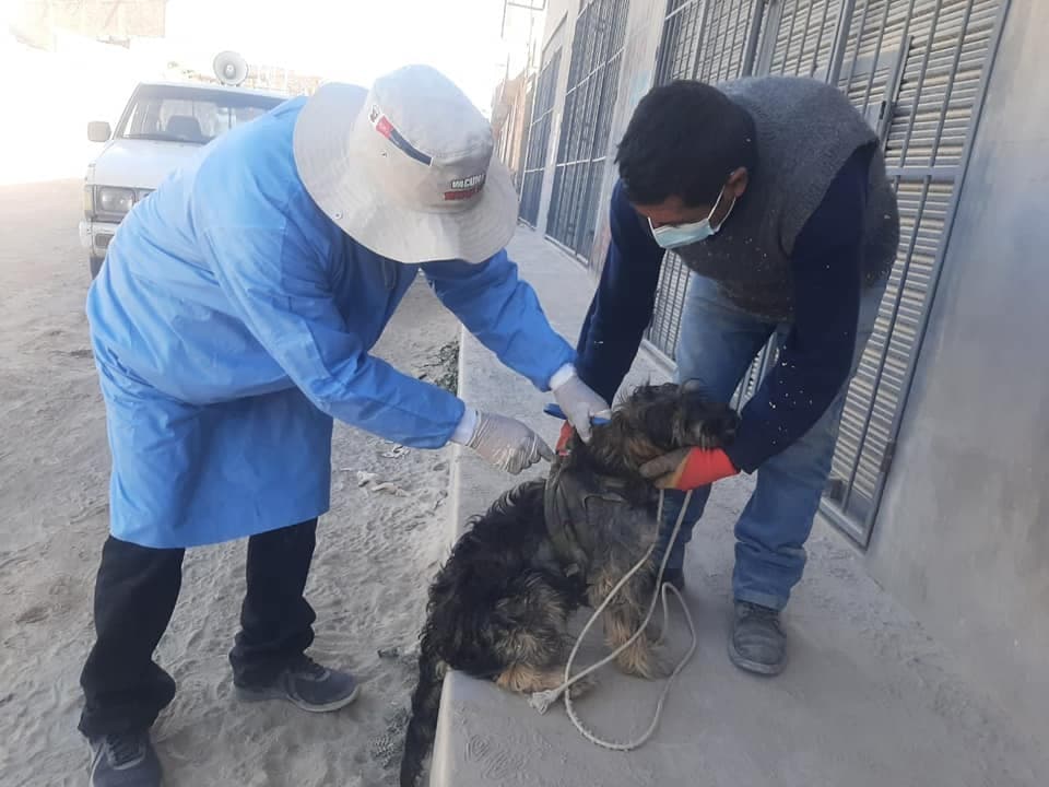 Buscan vacunar contra la rabia a 2 mil 500 canes en Characato