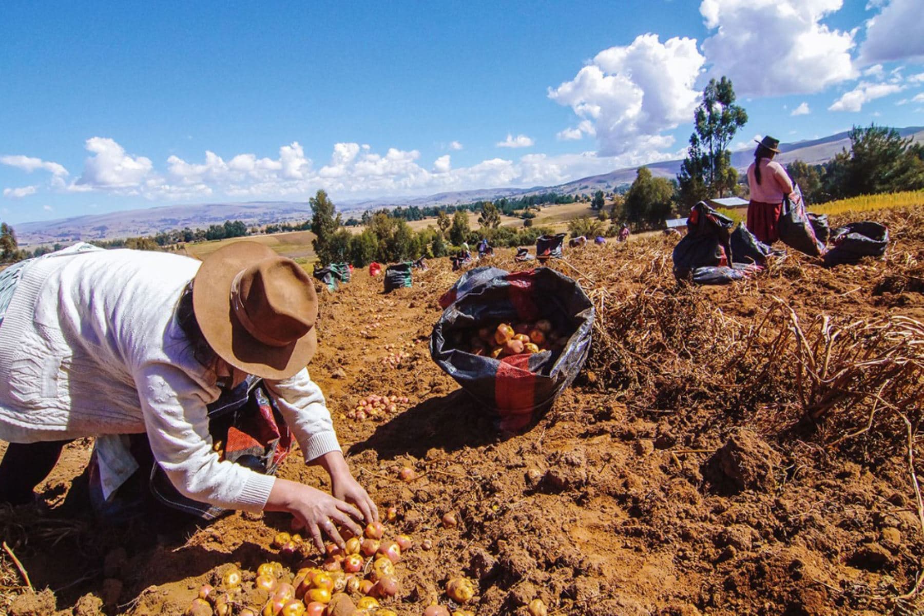 Agrobanco: 1,394 agricultores se reinsertarán al sistema financiero con campaña