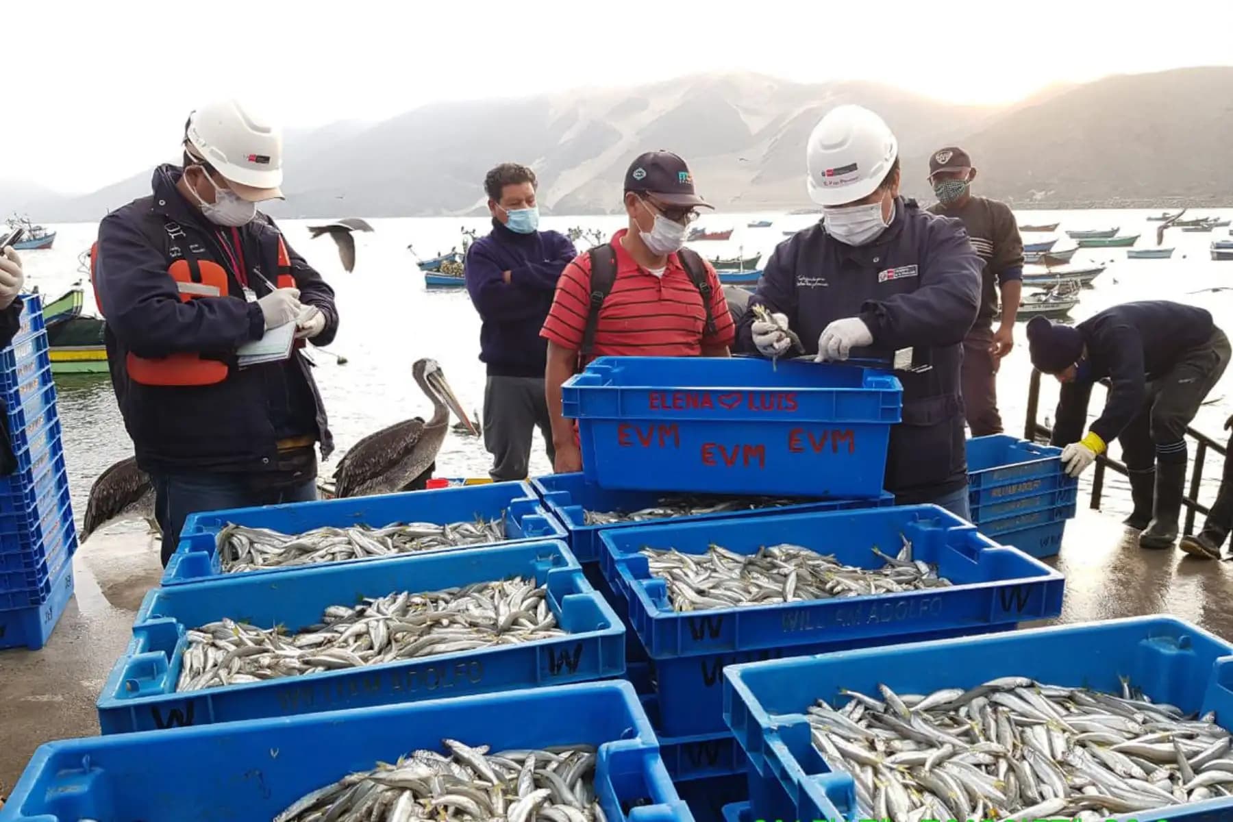 Imponen vedas para pesca de pejerrey, choro, pulpo y caracol