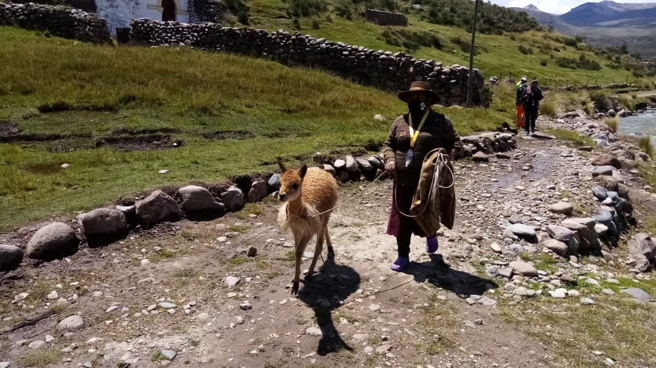 Arequipa: Rescatan a vicuña bebé encontrada en carretera