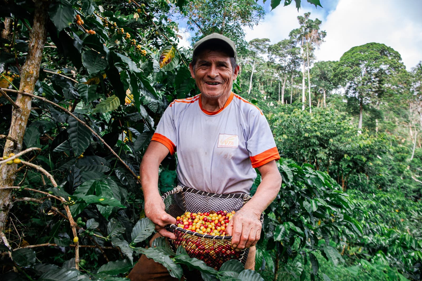 Exportaciones de café peruano crecen 43.7% hasta octubre 2025