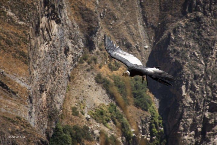 Valle del Colca obtiene máxima distinción del turismo mundial