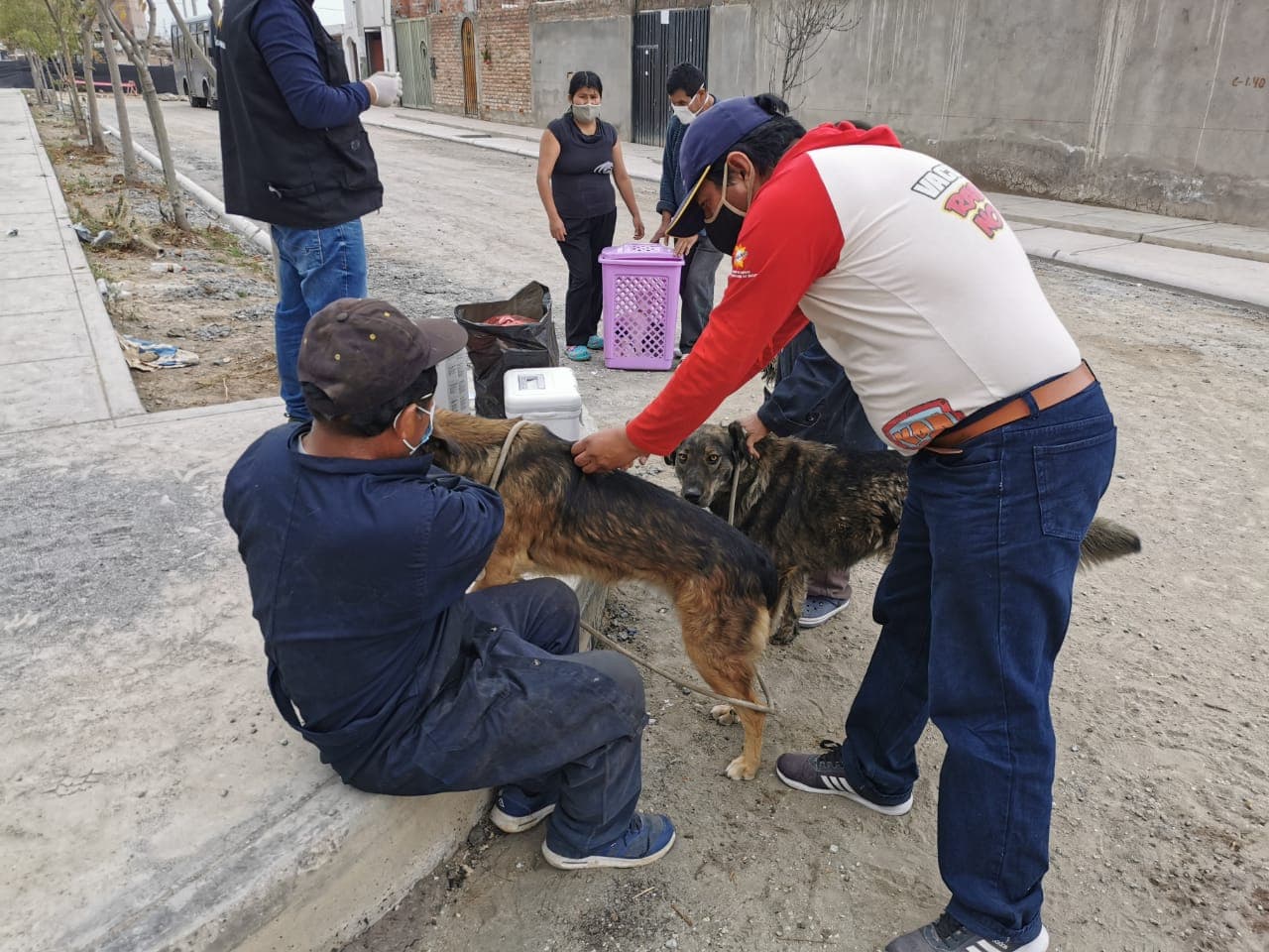 Aumentan casos de rabia canina en Arequipa