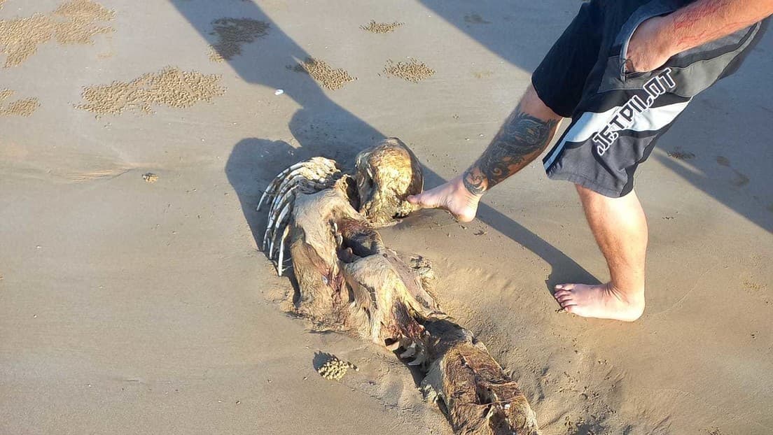 Hallan restos de una misteriosa criatura parecida a una "sirena"