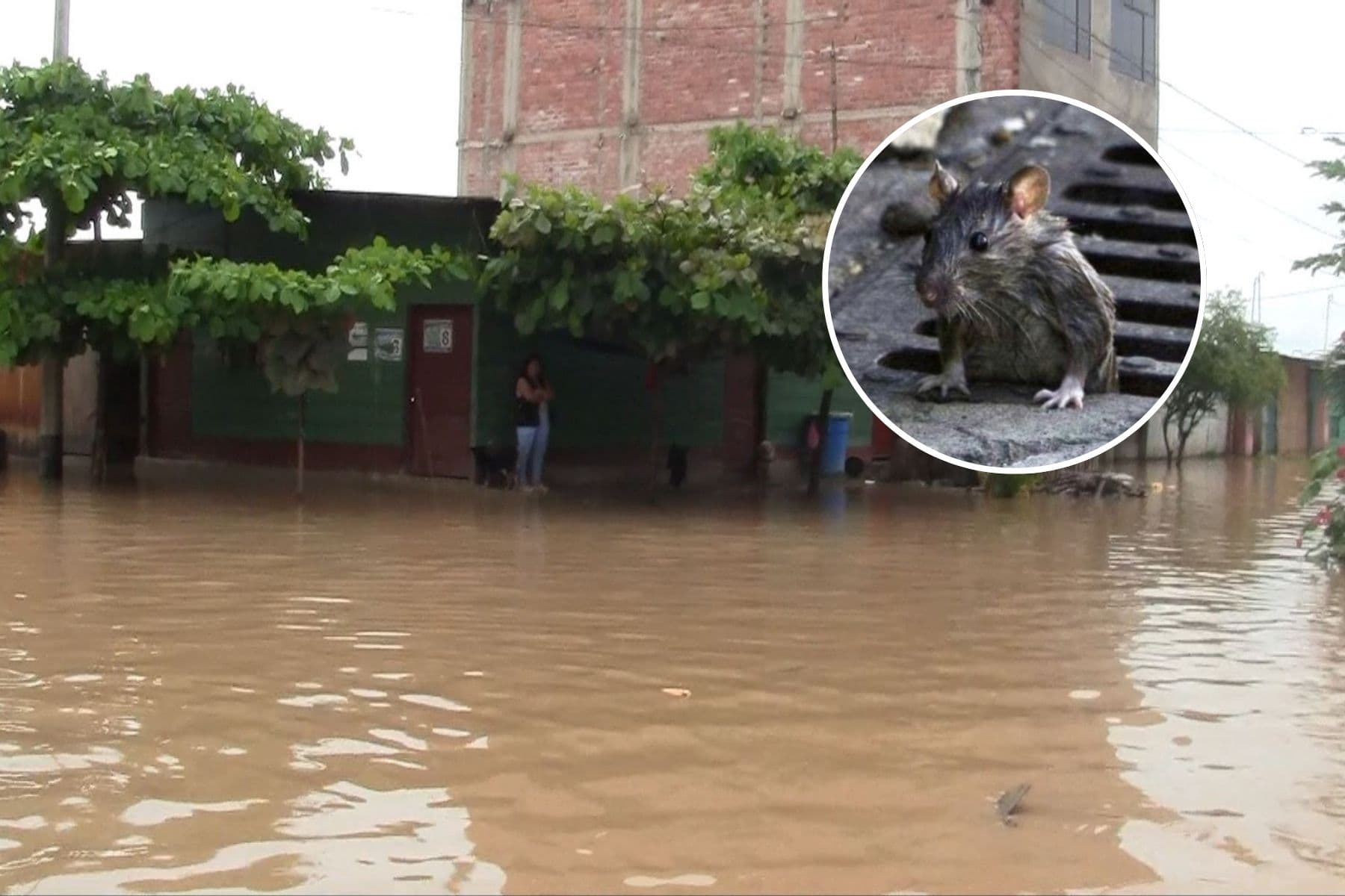 Brote de leptospirosis crece en Tumbes y deja menor fallecida