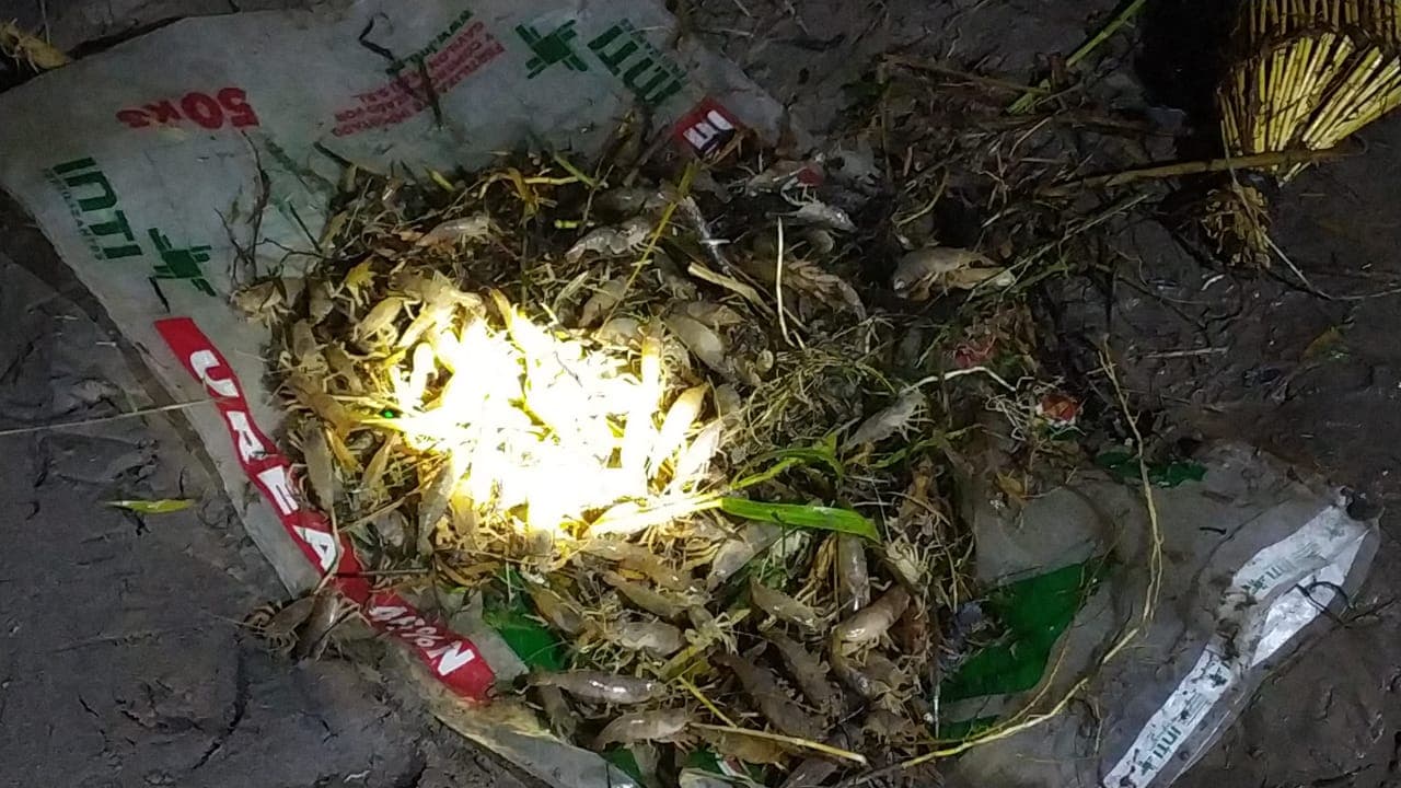 Devuelven 18 kilos de camarón al río
