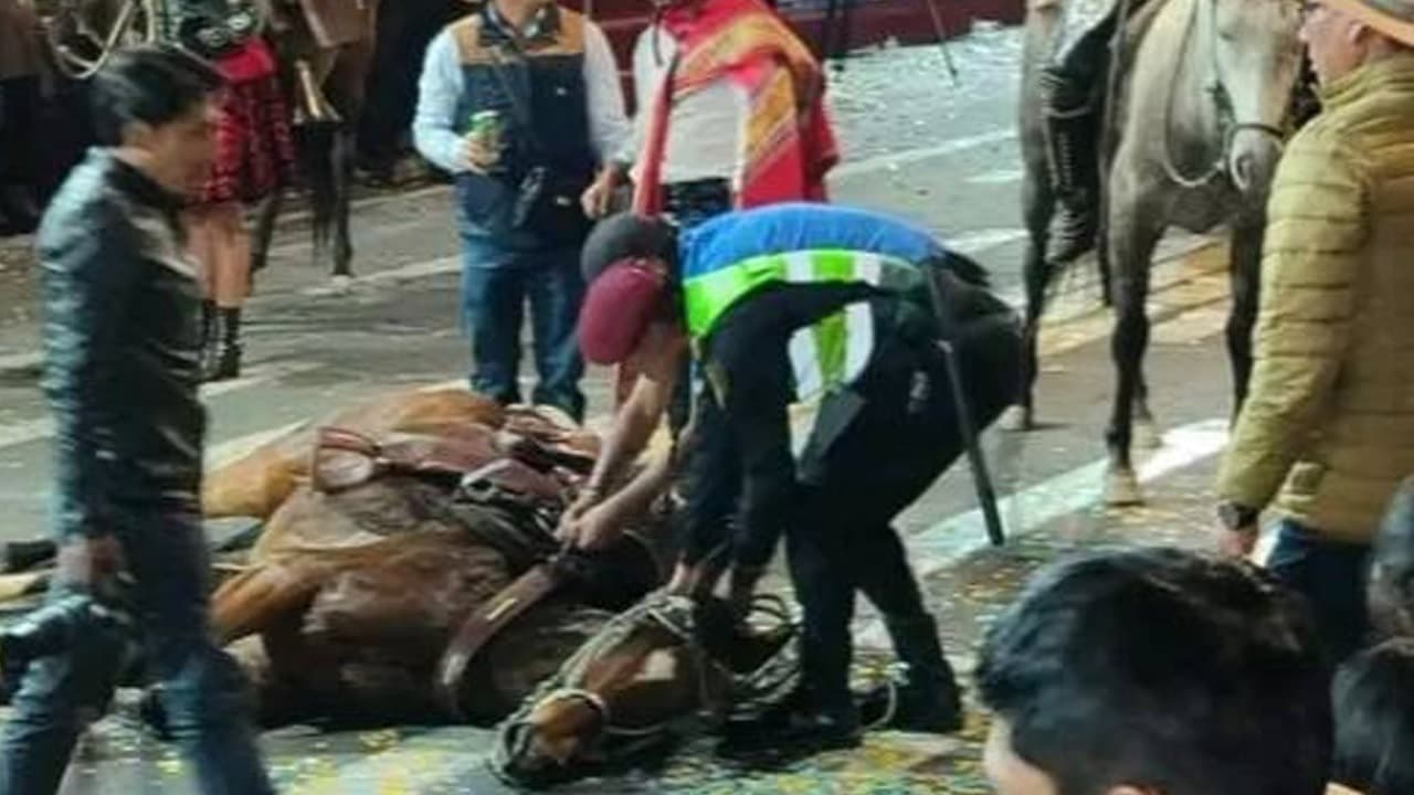 Denuncian al municipio de Arequipa por maltrato animal