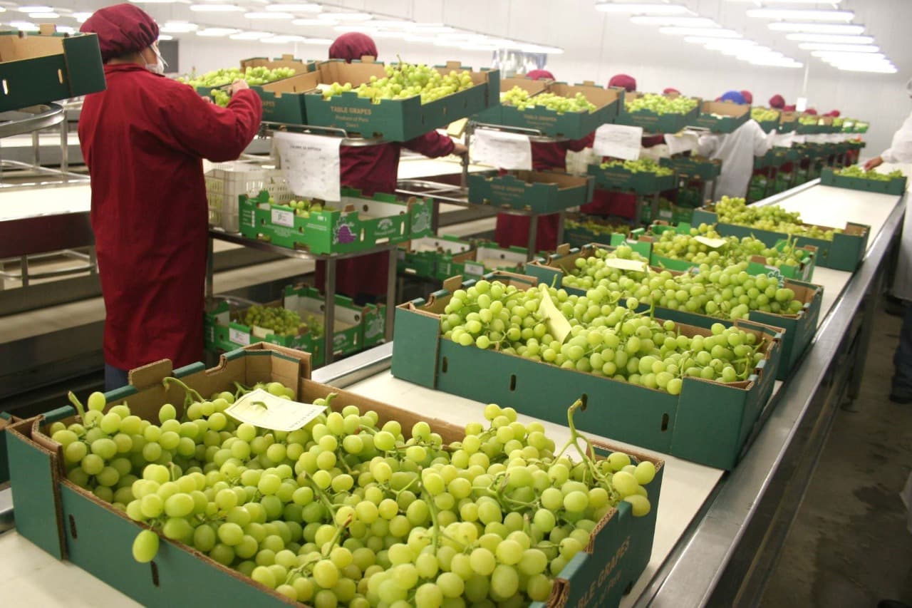 Perú lidera la exportación mundial de arándanos, uvas, quinua y otros