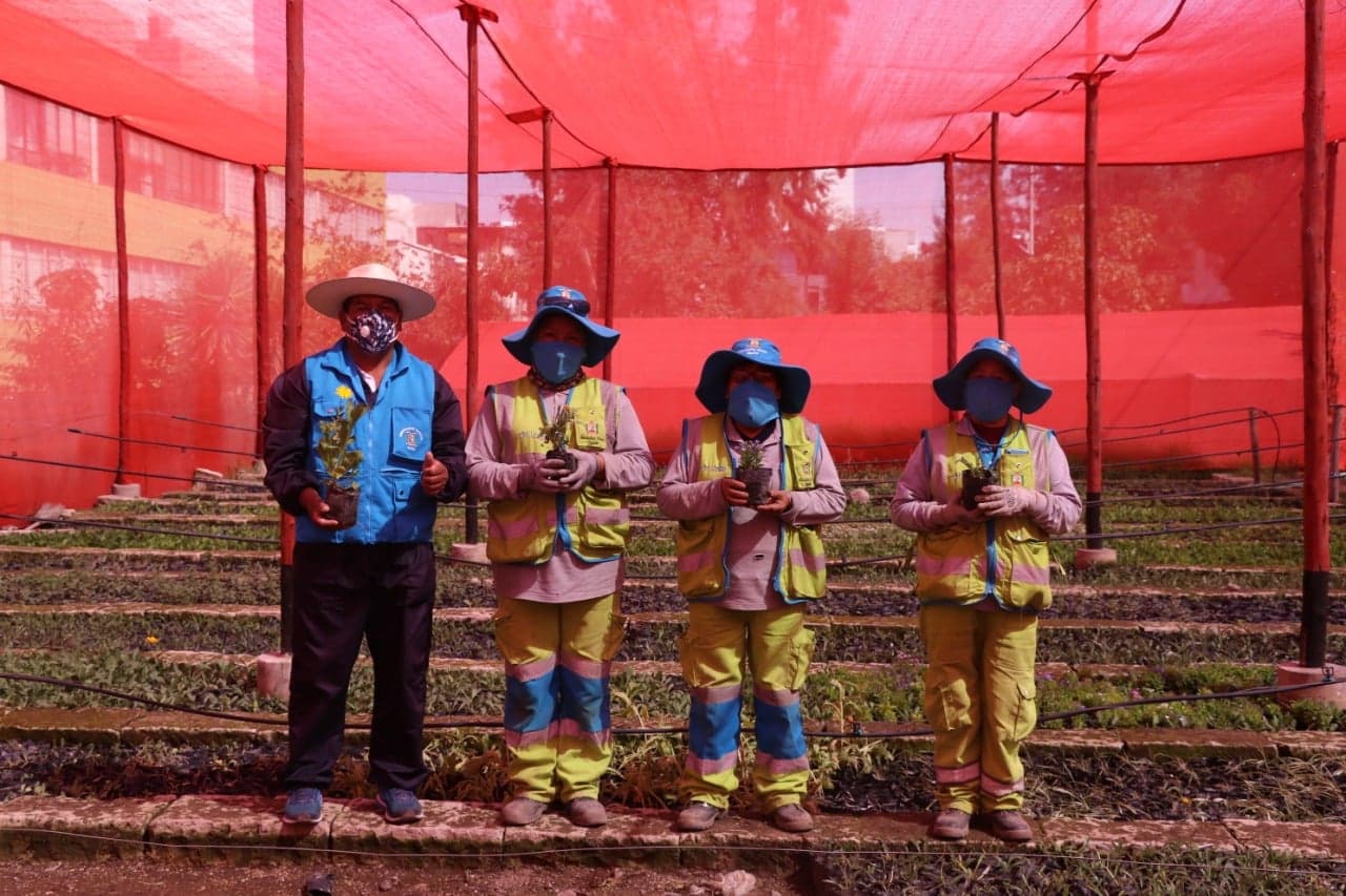 Cayma: Vivero Municipal produjo más de 30 000 flores y casi 9000 plantones de árboles