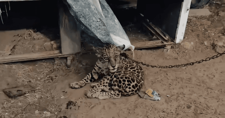 Rescatan a cachorro de jaguar en Brasil