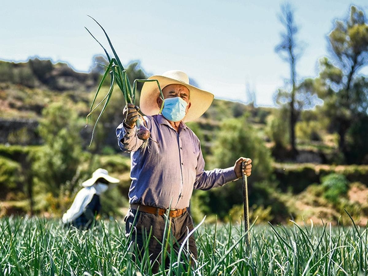 Agricultores anuncian incremento en el costo de cebolla y ajo