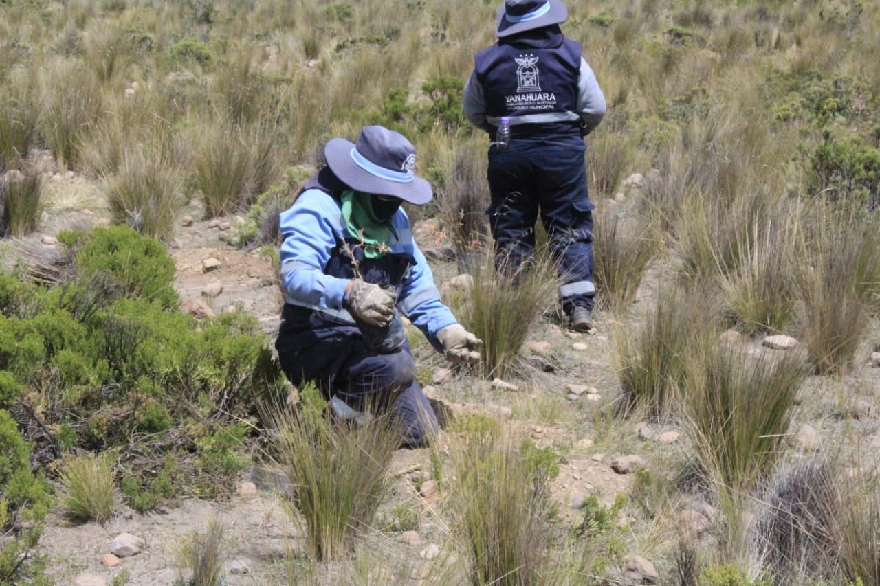 Siembran 2800 árboles en el sector de Tambo Cañahuas