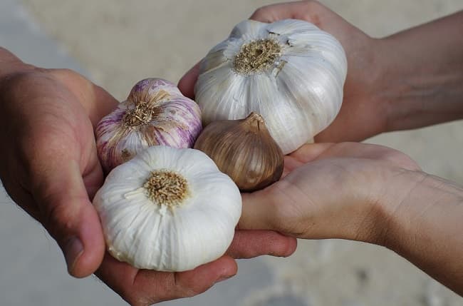 Arequipa es el primer productor de ajo en el país y busca mercados