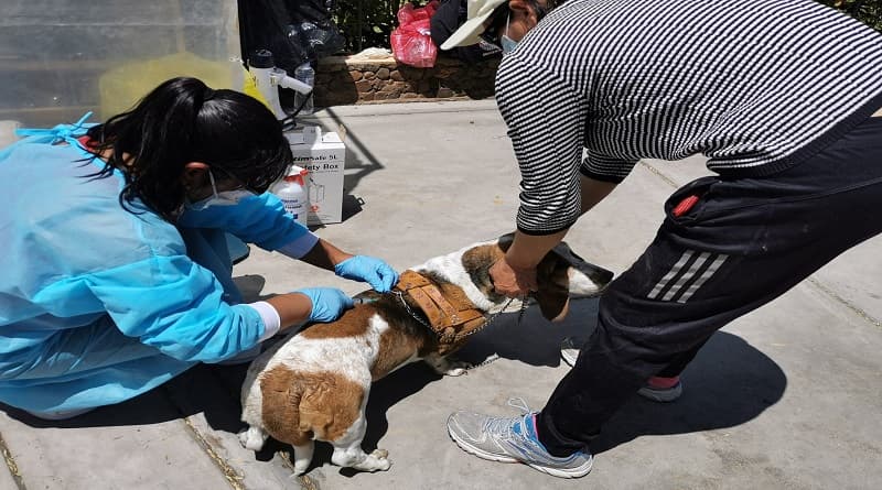 Advierten otro caso de rabia canina en Cerro Colorado
