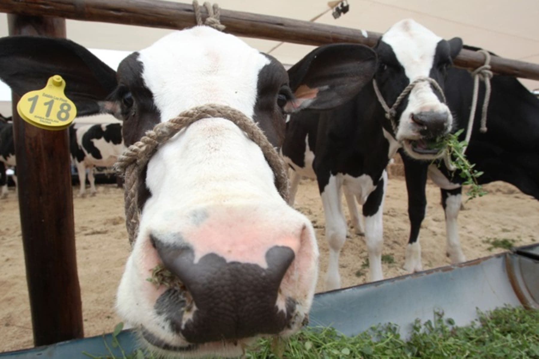 Majes: ganaderos rematan vacas