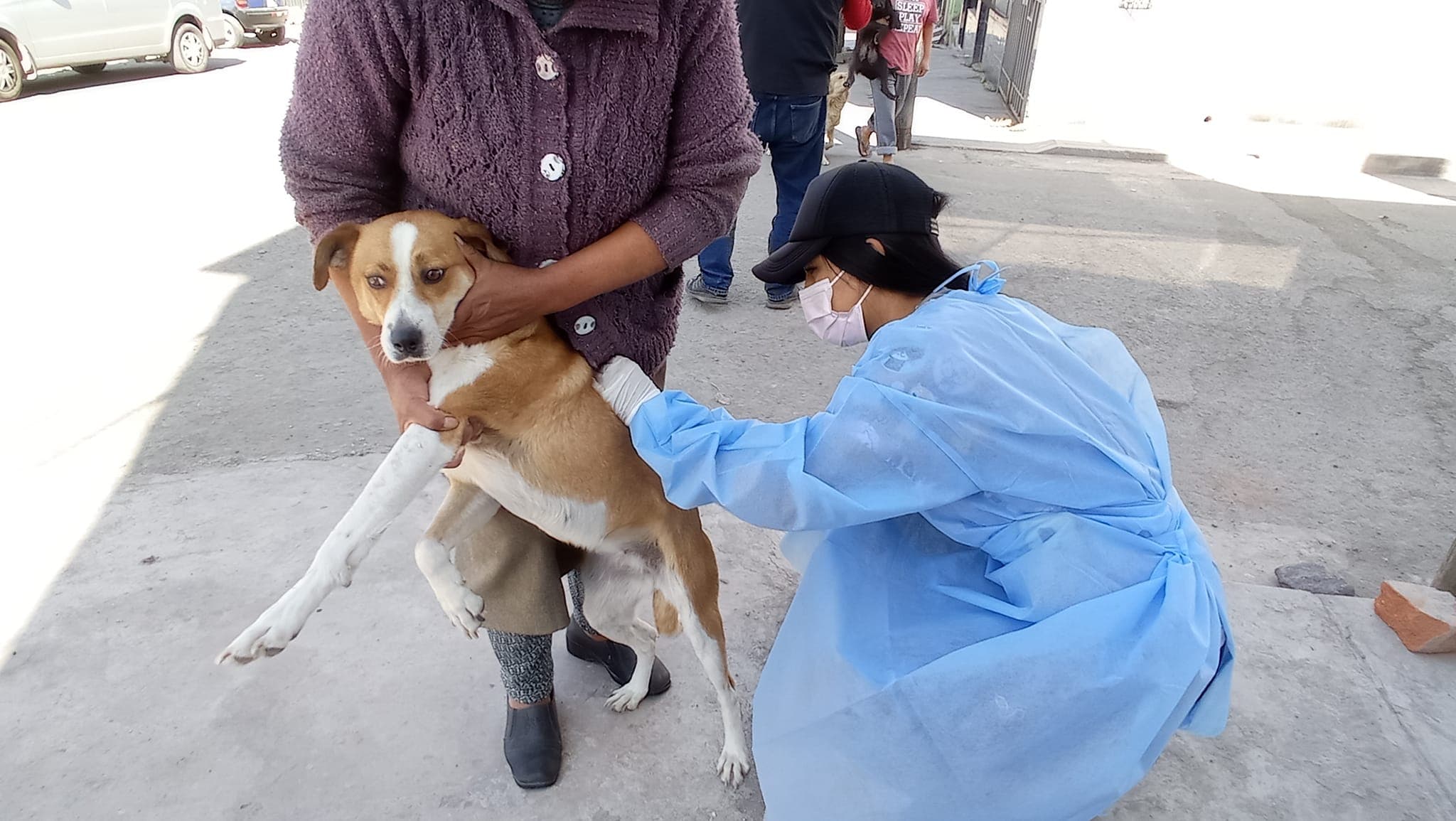 Perros con rabia mordieron a unas 80 personas este año