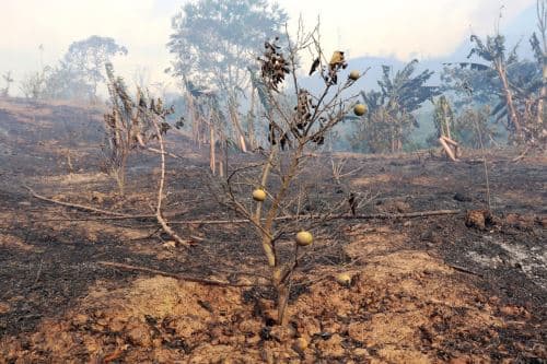 Incendio arrasa con 100 hectáreas de cultivos en Cusco
