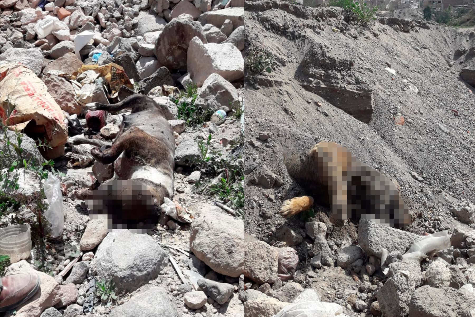 Rabia: entierran a canes en torrentera