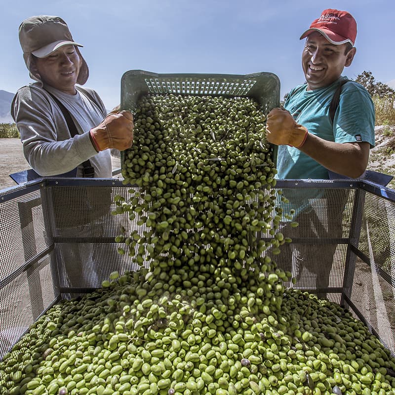 Buscan declarar a Acarí como “El paraíso de la aceituna”