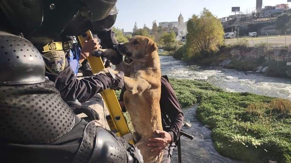 Serenos rescatan a perrito atrapado en la ribera del río Chili