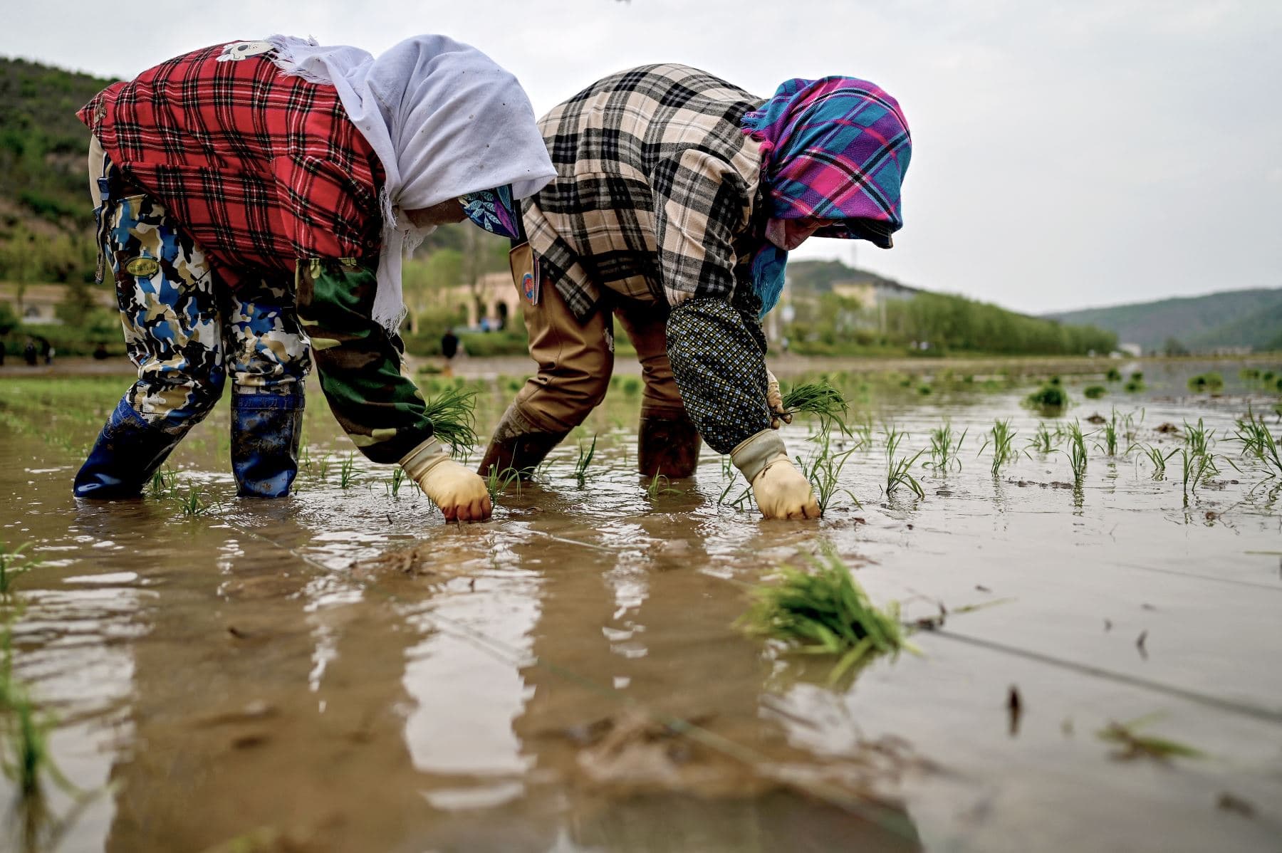 Descubren gen que hace al arroz más resistente a sequías