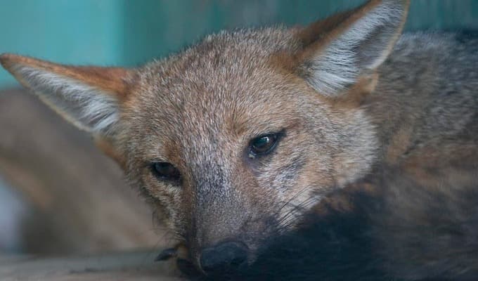 Poder Judicial reconoce derechos del zorrito 'Run Run'