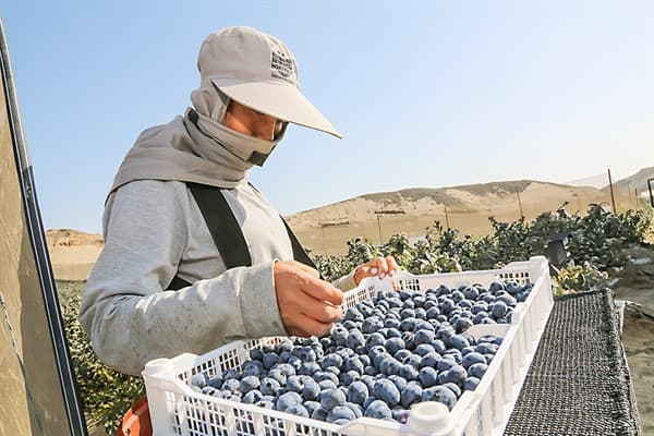 Agroexportaciones crecen 6.7 % en primer bimestre