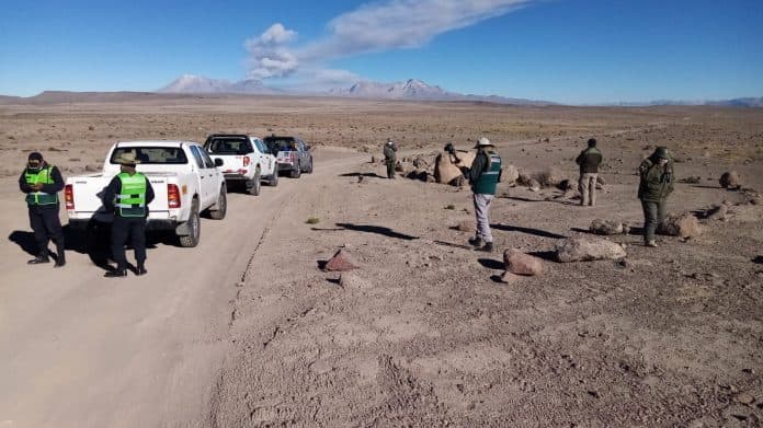 Caylloma: Se reporta un nuevo caso de caza furtiva de vicuñas