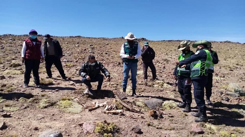 Arequipa: cazadores furtivos siguen atentando contra vicuñas