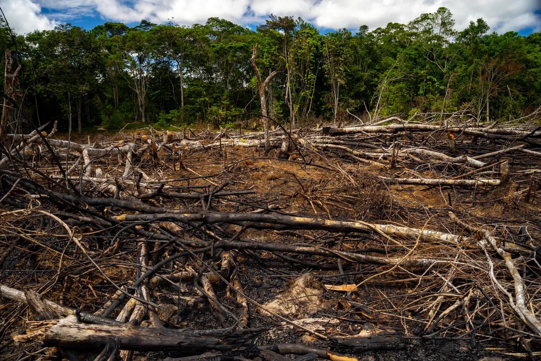 Estudio señala que la Amazonía podría desaparecer en 2050