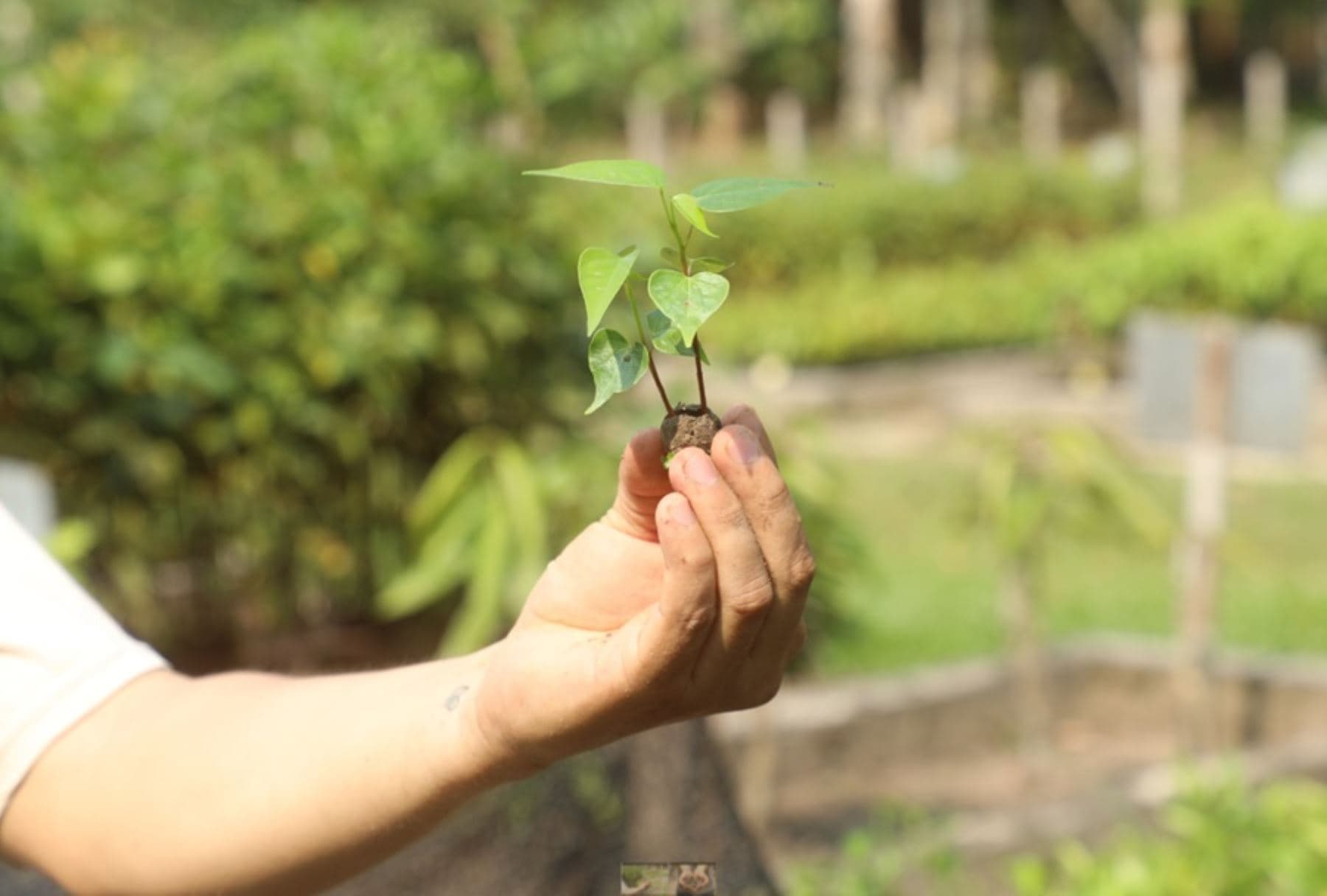 Adoptan innovadora técnica para reforestar áreas afectadas por incendios