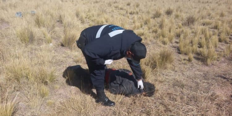Cadáver es abandonado en la carretera Juliaca-Arequipa
