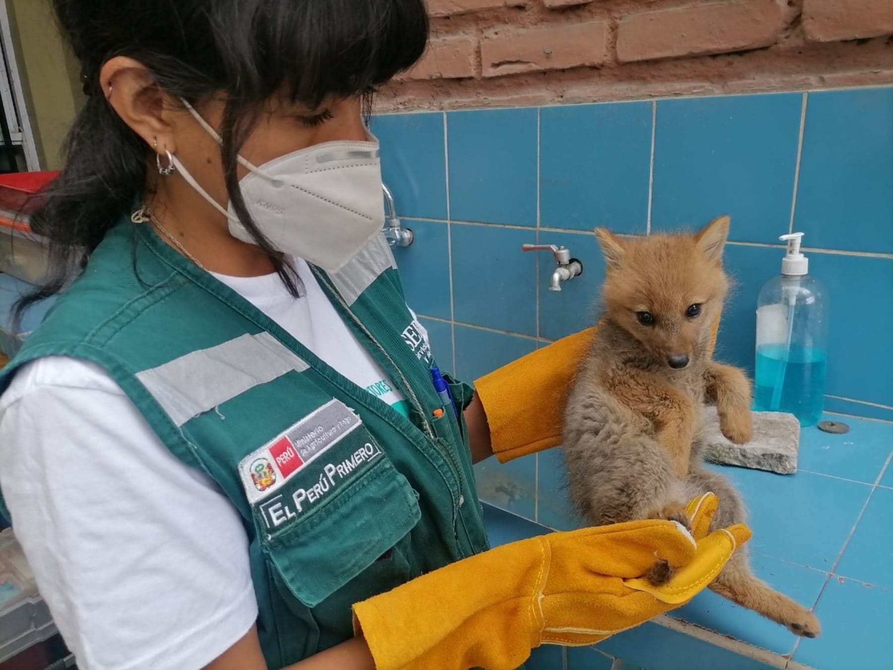 Rescatan a cría de zorro andino en Arequipa