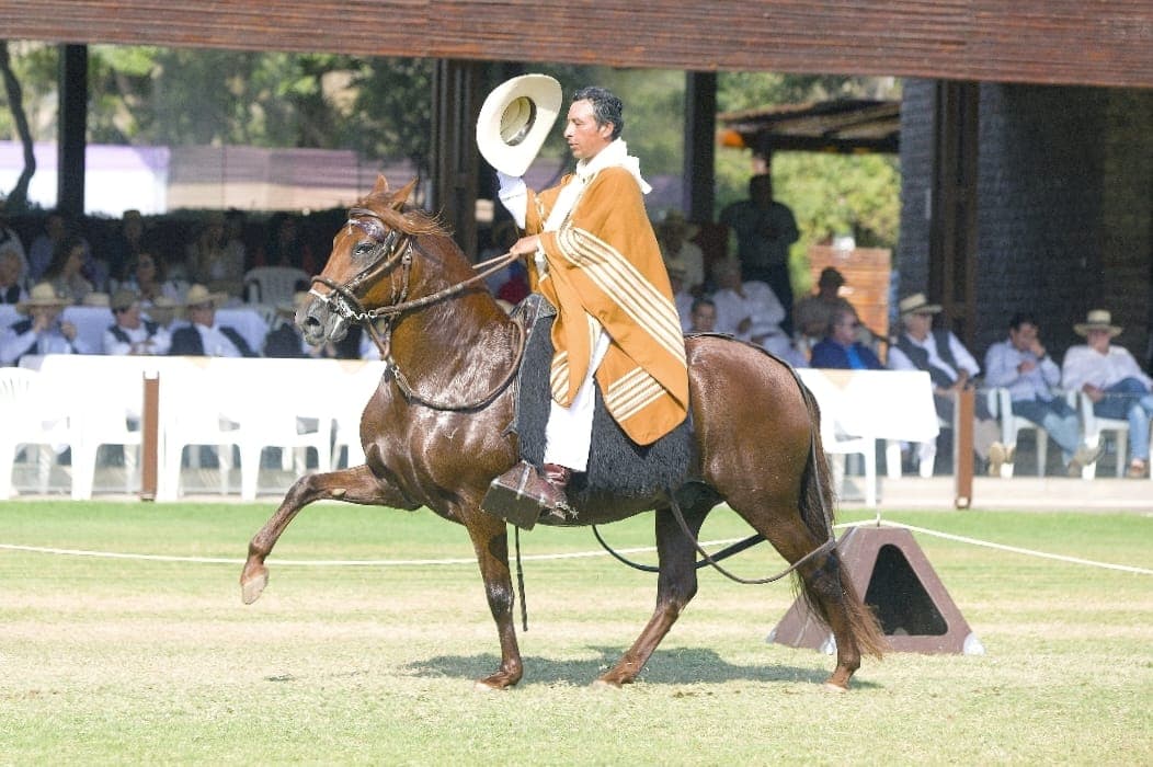 Lucirán briosos equinos durante concurso en Sabandía