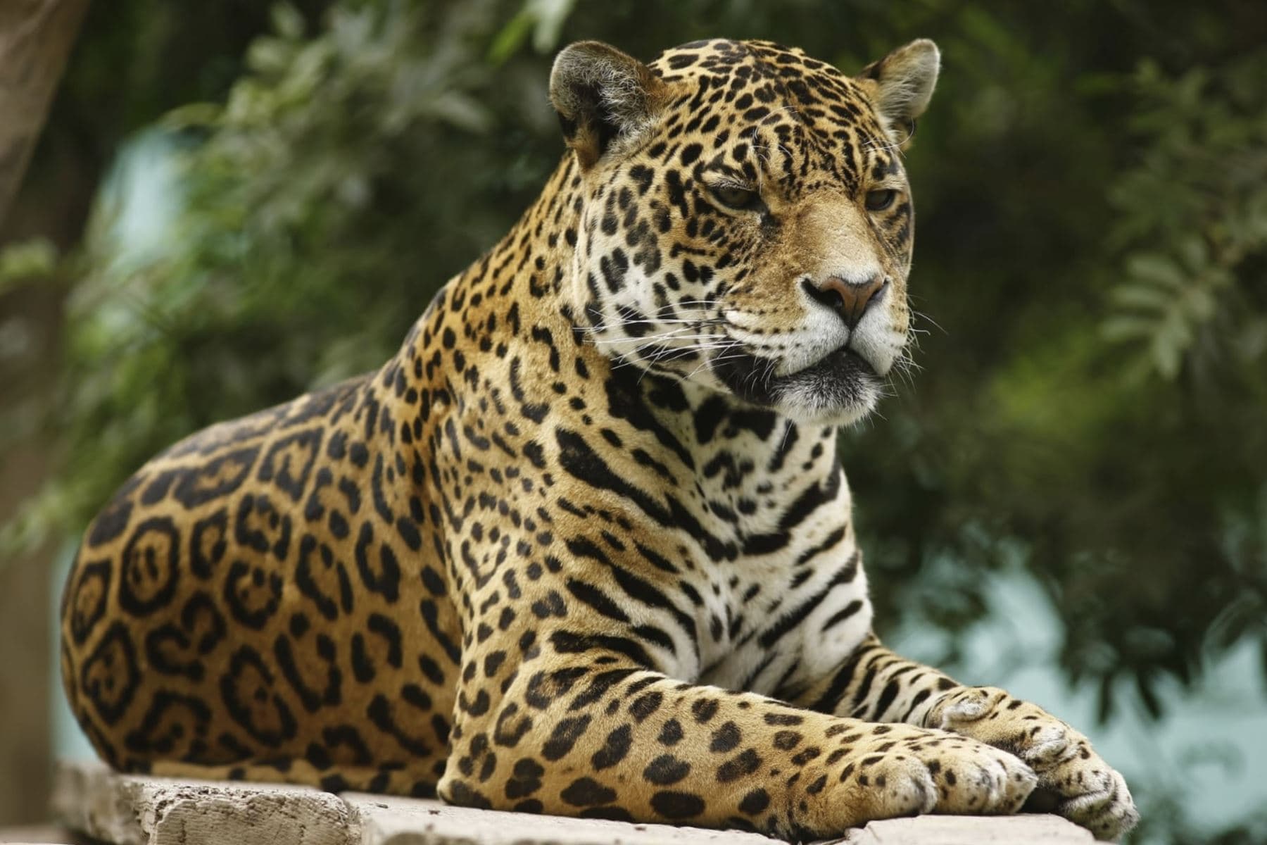 Perú: Autoridades elaboran plan para proteger al jaguar