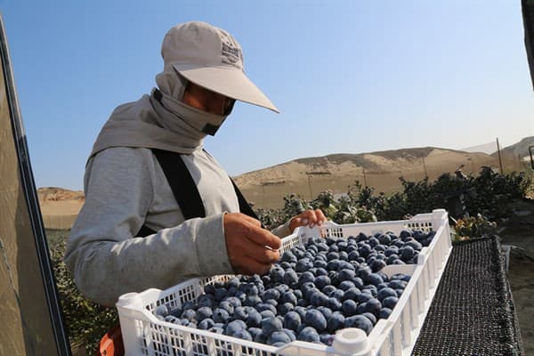 Perú es primer país exportador de arándanos en el mundo