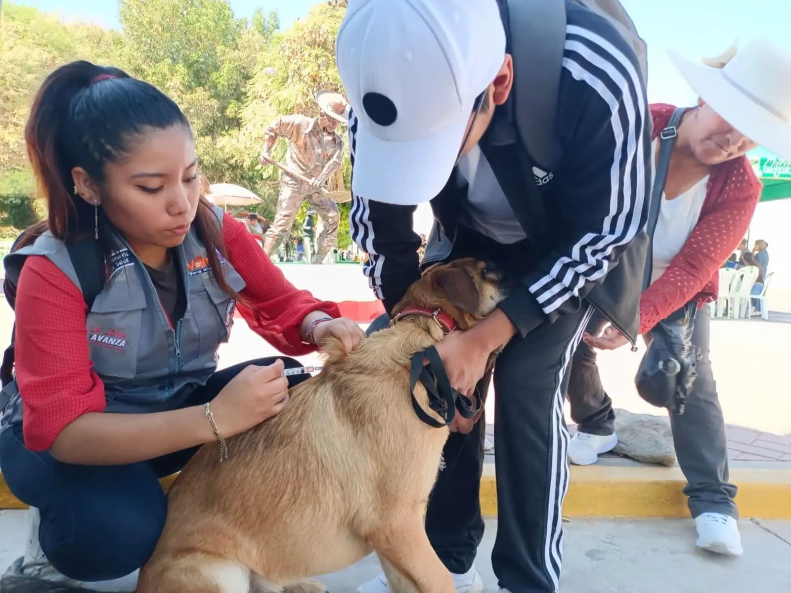 Arequipa reporta más de 4 mil casos de mordeduras de perro
