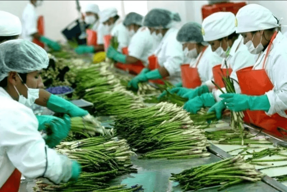 Exportaciones generaron más de 375 mil puestos de trabajo