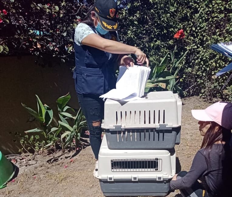 Rescatan a 24 canes en el Cercado de Arequipa