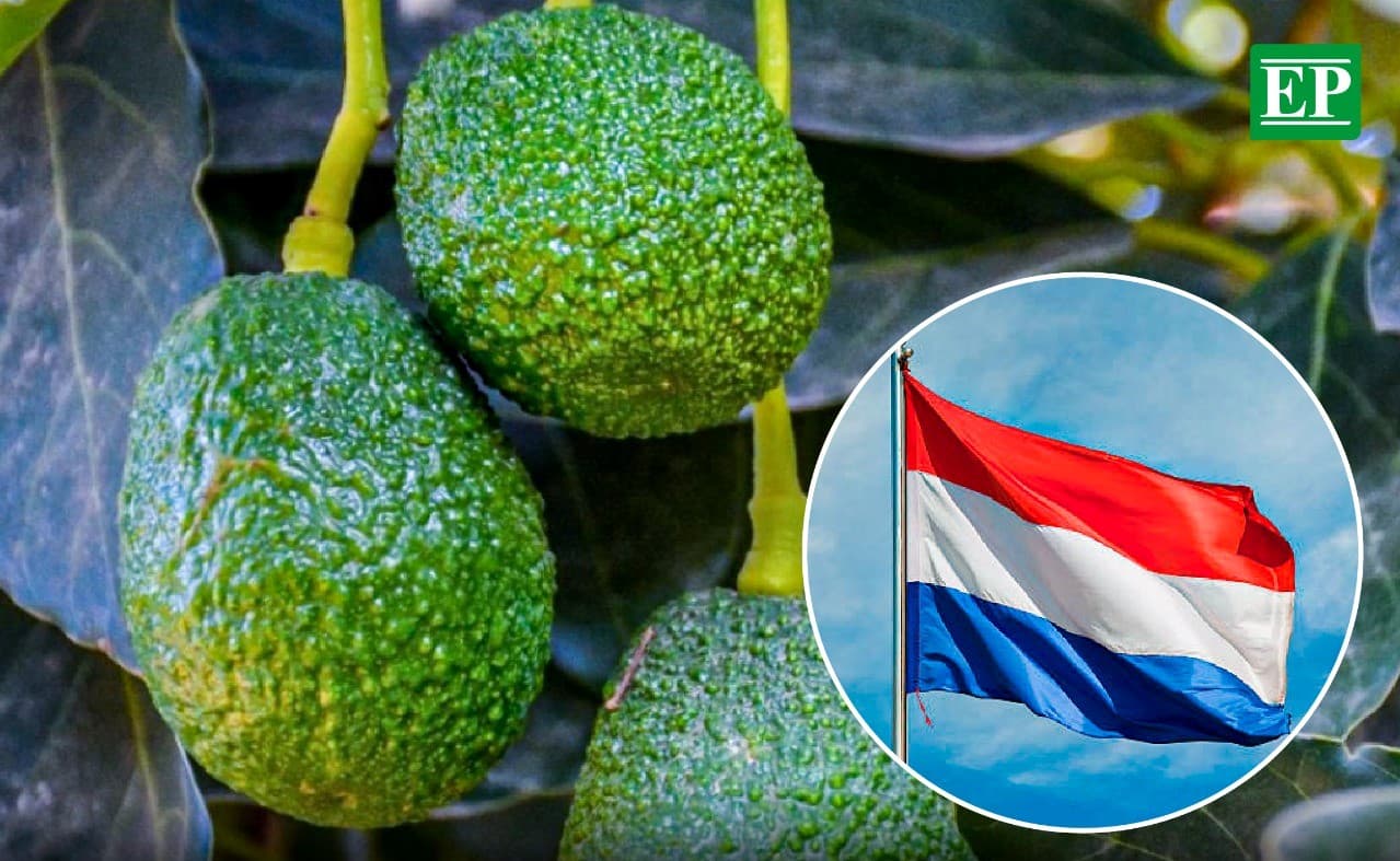 Holanda rechaza paltas de Lambayeque tras detectar cadmio