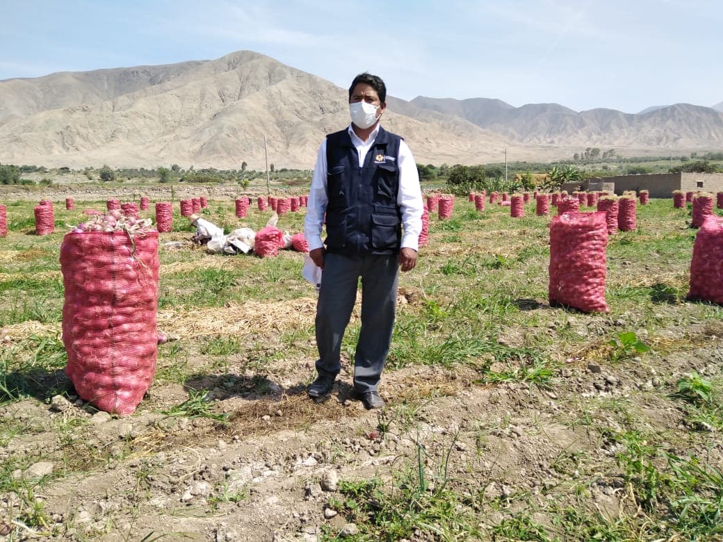 Inicia campaña de cosecha de cebolla y aceituna en Caravelí