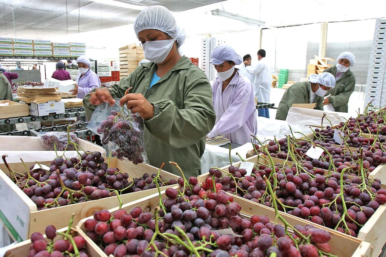 Agroexportaciones del Perú alcanzarían US$15 mil millones