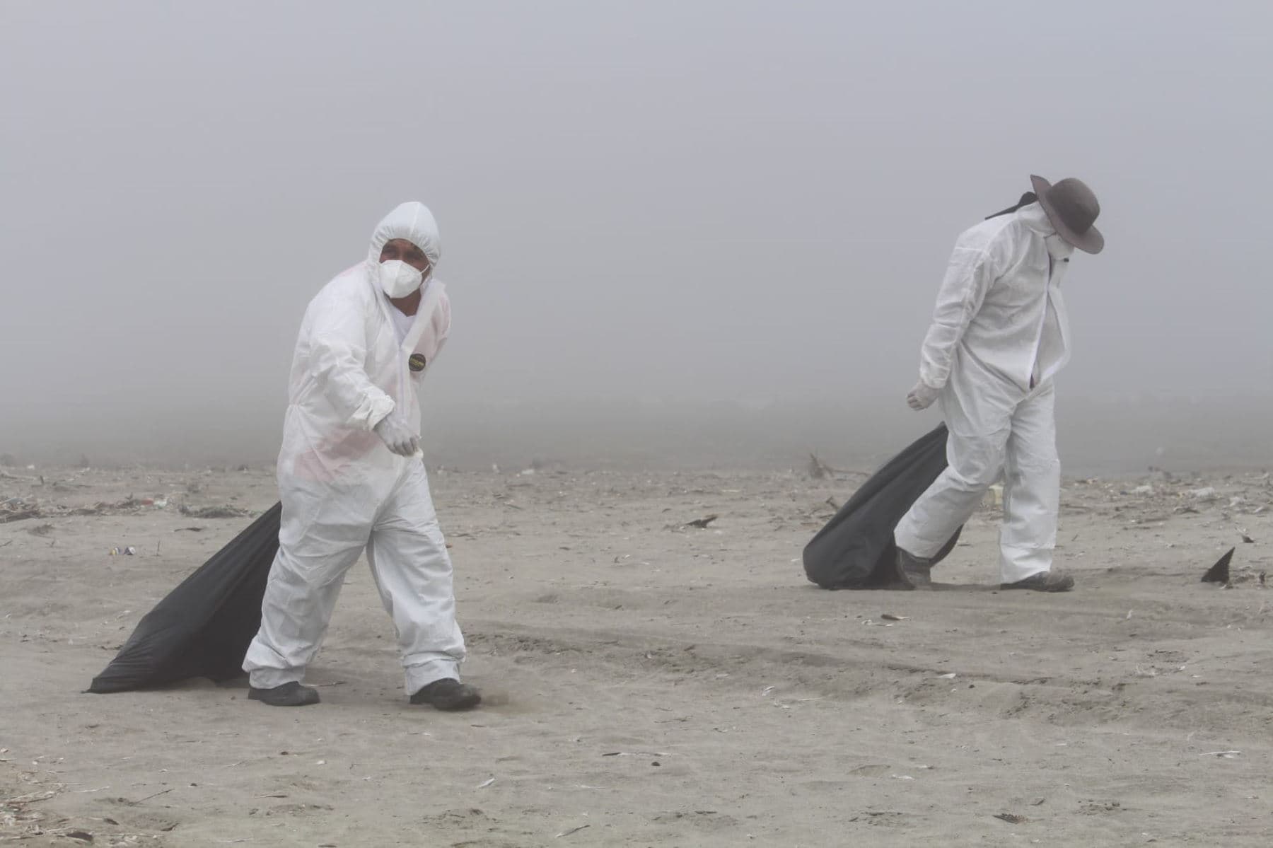 Hallan aves marinas muertas en playas de Huarmey