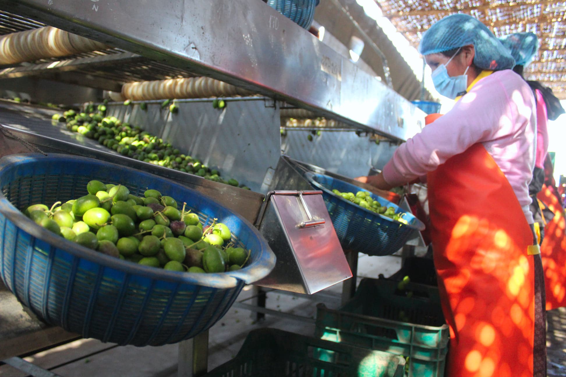 Arequipa: organizan primer encuentro regional de olivicultores