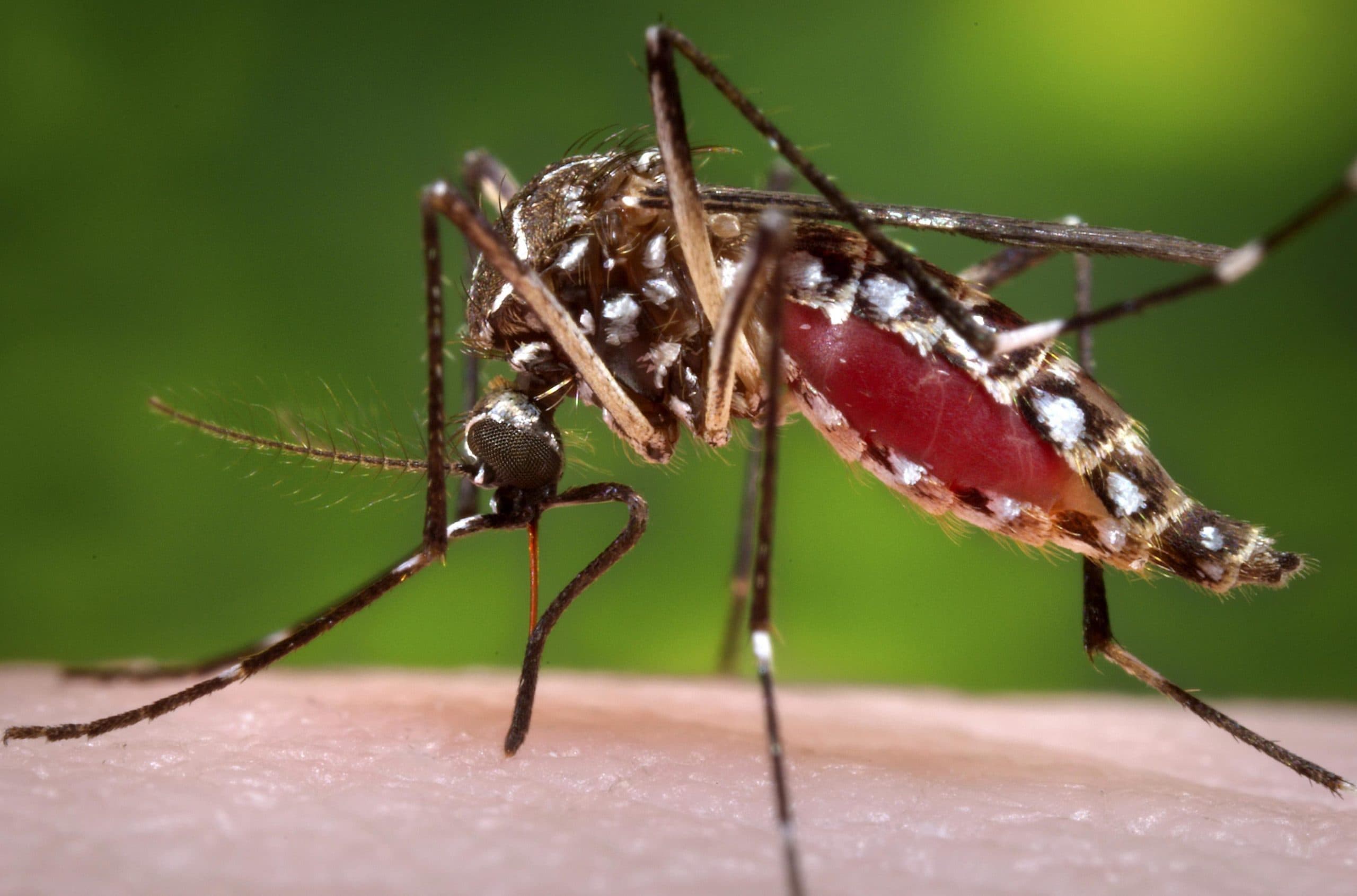 Geresa detecta 5 casos de dengue en Yauca, Caravelí