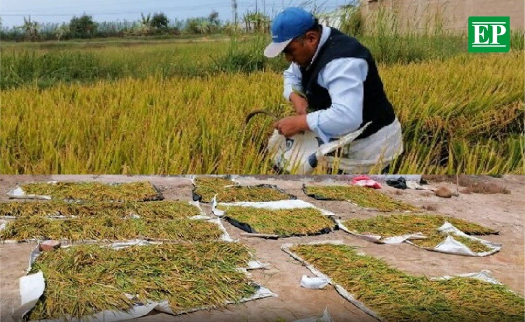Fortalecerán arroz de Camaná ante condiciones climáticas