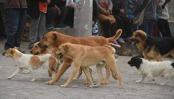 Paucarpata aprueba sanciones de 9 mil soles por abandono de canes