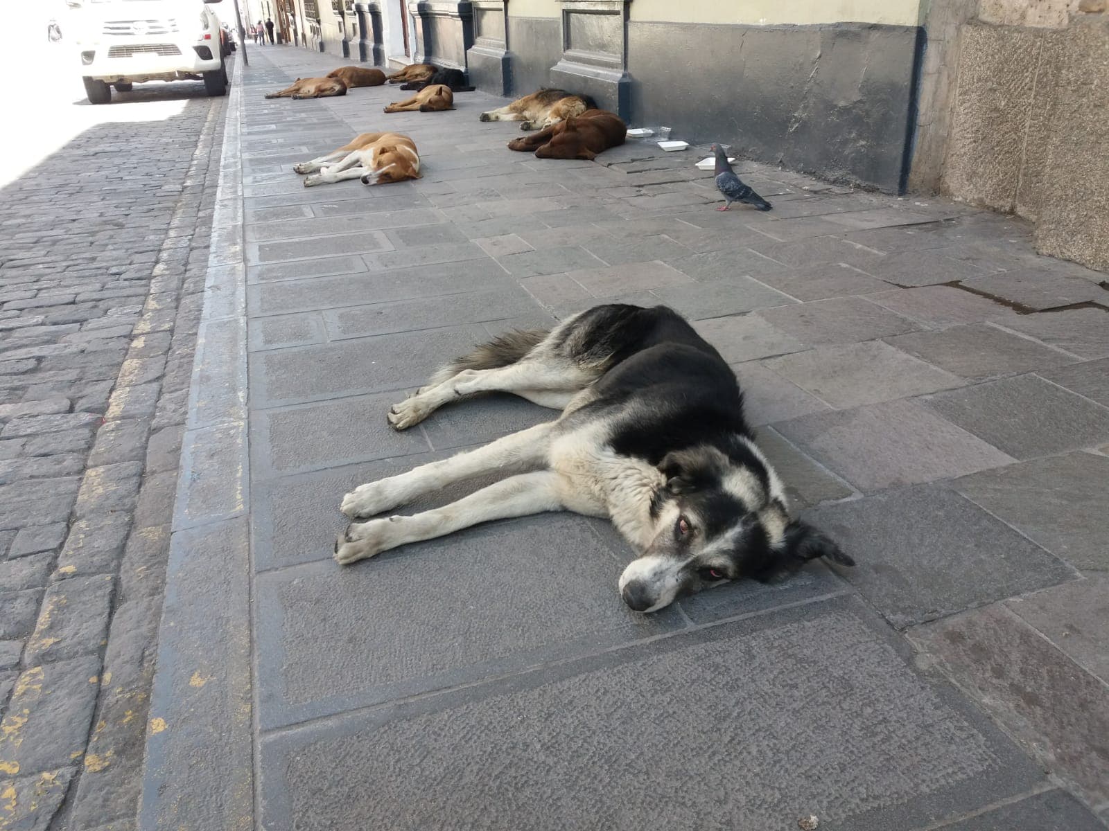 Exigen imponer multas a propietarios que tienen a mascotas en la calle
